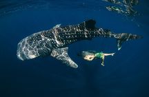 Oslob Whale Shark Encounter with Kawasan Canyoonering