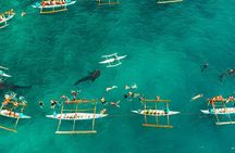 Oslob Whale Shark Encounter with Kawasan Canyoonering
