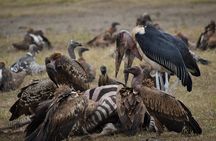 13 Days Best of Kenya and Tanzania BudgetSafari 