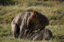 06 Days Kenya LuxuryLodge Safari