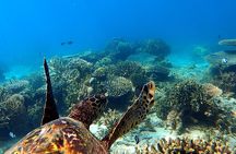 Full-Day Exclusive Private Tour to Nosy Tanikely Marine Reserve 