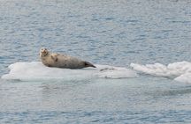 Glacier Quest Cruise - Self-Drive from Anchorage, AK