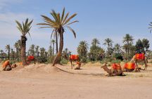 Marrakech Palmeraie Tour with 1 Hour Camel Ride