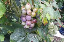 Wine and Rum Private Tour from Puerto Quetzal
