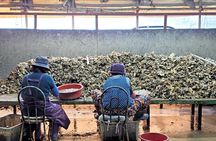 Busan Seafood Tour : Oyster village Tour with Oyster cuisines 