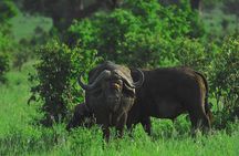 4 Days Tanzania Luxury Safari Serengeti and Ngorongoro Crater