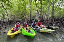 Half-Day Mangrove Kayaking in Langkawi 