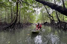 Half-Day Mangrove Kayaking in Langkawi 