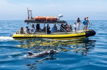 High Speed Zodiac Whale Watching Safari