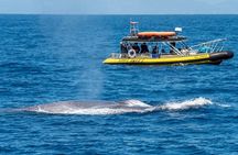 High Speed Zodiac Whale Watching Safari