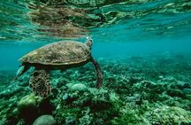 Discover the Beauty of Polynesian Waters by Boat and Snorkeling