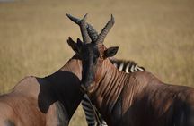06 Days Kenya LuxuryLodge Safari