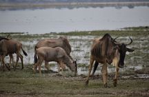 13 Days Best of Kenya and Tanzania BudgetSafari 