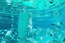 Ibiza Snorkeling Beach and Cave Tour 