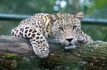 Full-day Safari Tour in Chobe