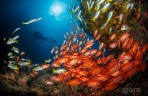 Double Dive Trip in São Vicente Cape Verde