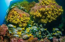 Double Dive Trip in São Vicente Cape Verde