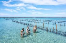 Experience Coffin Bay Oyster Farm and Bay Tour