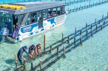 Experience Coffin Bay Oyster Farm and Bay Tour