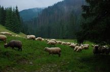 Zakopane Town in Tatra Mountains - Excursion from Krakow