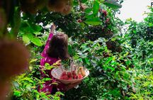 Can Tho 2 days-Son islet-the biggest floating market in Viet Nam