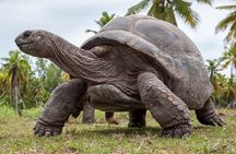 Full Day Tour Stone Town (City tour)+Prison Island and Spice Farm