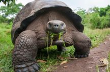 Private Guided tour in Prison Island,Jozani Forest,Rock restaurant & Paje beach