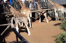 Tour to Giraffe Center from Nairobi