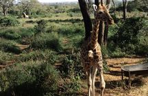 Tour to Giraffe Center from Nairobi