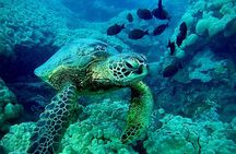 Marine Biologist Guided Snorkel Tour from Shore at Turtle Town