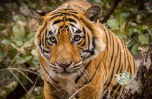 4-Day Taj Mahal Sunrise & Ranthambore Tour with 3 Safaris