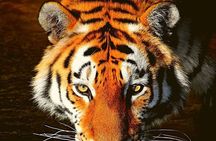 Adventures Ranthambore Wildlife Safari Tour from Delhi with Safari Rides