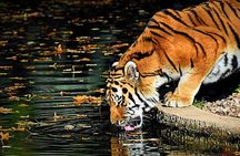 Ranthambore Tiger Safari Tour from Delhi with All Meals