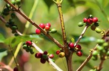 Materuni Thundering Waterfalls,Coffee Experience with Moshi Town Tour 