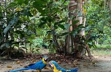 Adventure: 4-hour hike in the Amazon rainforest