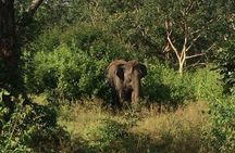 Bandipur wildlife and Mysore experience in 2 days from Bangalore