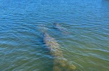 Kayak Eco Tour in Don Pedro Island