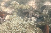 Kayak Eco Tour in Don Pedro Island