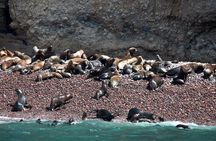 Nazca Lines & Ballestas Islands Private Tour Bus&Flight from Lima