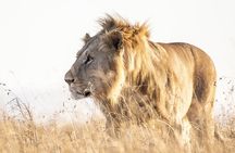 Private 5-Hour Lion Park Tour from Johannesburg or Pretoria