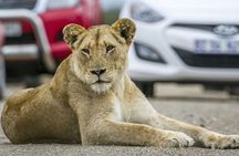 Private 5-Hour Lion Park Tour from Johannesburg or Pretoria