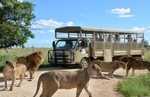 Private 5-Hour Lion Park Tour from Johannesburg or Pretoria