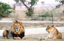 Private 5-Hour Lion Park Tour from Johannesburg or Pretoria