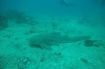 Private Half-Day Scuba Diving with expert (1Dive)
