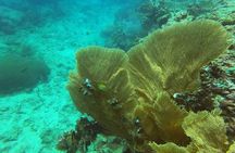 Private Half-Day Scuba Diving with expert (1Dive)