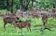 Bardia National Park Jungle Safari Tour Package - 3 Nights 4 Days