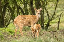 Bardia National Park Jungle Safari Tour Package - 3 Nights 4 Days