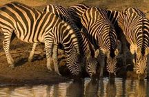 Private Ultimate Pilanesberg Safari from Johannesburg