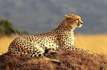 Private Ultimate Pilanesberg Safari from Johannesburg