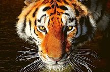 Ranthambore Tiger Safari Tour from Delhi with All Meals